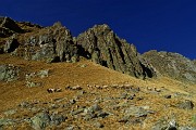 41 Gregge al pascolo in Alpe Duria